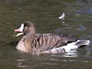 Lesser White-Fronted Goose (WWT Slimbridge 25/09/18) ©Nigel Key