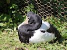 Magpie Goose (WWT Slimbridge September 2018) - pic by Nigel Key