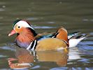 Mandarin (WWT Slimbridge 25/09/18) ©Nigel Key