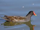 Moorhen (WWT Slimbridge 25/09/18) ©Nigel Key