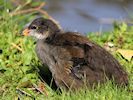 Moorhen (WWT Slimbridge 25/09/18) ©Nigel Key