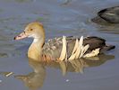 Plumed Whistling Duck (WWT Slimbridge September 2018) - pic by Nigel Key