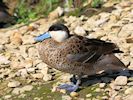 Puna Teal (WWT Slimbridge 25/09/18) ©Nigel Key