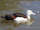 Radjah Shelduck (WWT Slimbridge September 2018) - pic by Nigel Key