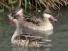 Red-Billed Teal (WWT Slimbridge September 2018) - pic by Nigel Key