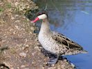 Red-Billed Teal (WWT Slimbridge 25/09/18) ©Nigel Key