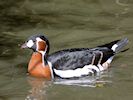 Red-Breasted Goose (WWT Slimbridge 25/09/18) ©Nigel Key