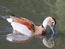 Ringed Teal (WWT Slimbridge September 2018) - pic by Nigel Key