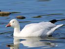 Snow Goose (WWT Slimbridge September 2018) ©Nigel Key