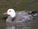 Snow Goose (WWT Slimbridge 25/09/18) ©Nigel Key