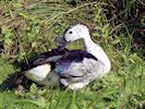 South African Comb Duck (WWT Slimbridge 25/09/18) ©Nigel Key