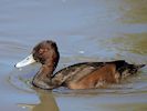 Southern Pochard (WWT Slimbridge 25/09/18) ©Nigel Key