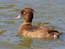 Tufted Duck (WWT Slimbridge September 2018) - pic by Nigel Key