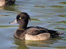 Tufted Duck (WWT Slimbridge 25/09/18) ©Nigel Key