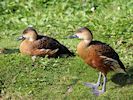 Wandering Whistling Duck (WWT Slimbridge 25/09/18) ©Nigel Key