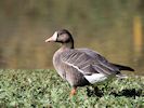 White-Fronted Goose (WWT Slimbridge 25/09/18) ©Nigel Key