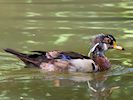 American Wood Duck (WWT Slimbridge 04/07/19) ©Nigel Key