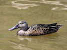 Australian Shoveler (WWT Slimbridge 04/07/19) ©Nigel Key