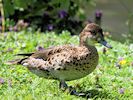 Baikal Teal (WWT Slimbridge 04/07/19) ©Nigel Key