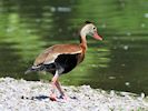 Black-Bellied Whistling Duck (WWT Slimbridge 04/07/19) ©Nigel Key