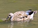 Bronze-Winged Goose (WWT Slimbridge 04/07/19) ©Nigel Key