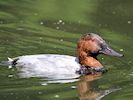 Canvasback (WWT Slimbridge 04/07/19) ©Nigel Key