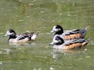 Chiloe Wigeon (WWT Slimbridge 04/07/19) ©Nigel Key