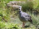 Crested Screamer (WWT Slimbridge 04/07/19) ©Nigel Key