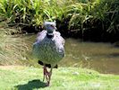 Crested Screamer (WWT Slimbridge 04/07/19) ©Nigel Key