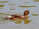 Eurasian Wigeon (WWT Slimbridge 04/07/19) ©Nigel Key