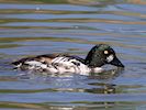 Goldeneye (WWT Slimbridge 04/07/19) ©Nigel Key