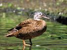 Laysan Duck (WWT Slimbridge 04/07/19) ©Nigel Key