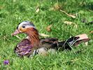 Mandarin (WWT Slimbridge 04/07/19) ©Nigel Key