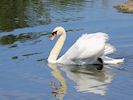 Mute Swan (WWT Slimbridge 04/07/19) ©Nigel Key