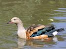 Orinoco Goose (WWT Slimbridge 04/07/19) ©Nigel Key