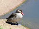 Red-Billed Teal (WWT Slimbridge 04/07/19) ©Nigel Key