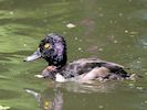 Ring-Necked Duck (WWT Slimbridge 04/07/19) ©Nigel Key