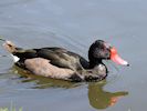 Rosybill (WWT Slimbridge 04/07/19) ©Nigel Key