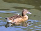 Rosybill (WWT Slimbridge 04/07/19) ©Nigel Key