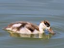 Shelduck (WWT Slimbridge 04/07/19) ©Nigel Key