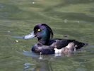 Tufted Duck (WWT Slimbridge 04/07/19) ©Nigel Key