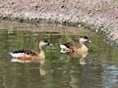 Wandering Whistling Duck (WWT Slimbridge 04/07/19) ©Nigel Key