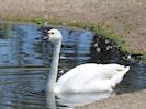 Whistling Swan (WWT Slimbridge 04/07/19) ©Nigel Key