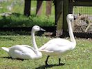 Whistling Swan (WWT Slimbridge 04/07/19) ©Nigel Key