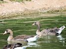 White-Fronted Goose (WWT Slimbridge 04/07/19) ©Nigel Key