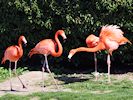 American Flamingo (WWT Slimbridge 25/03/19) ©Nigel Key