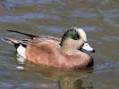 American Wigeon (WWT Slimbridge 25/03/19) ©Nigel Key