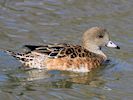 American Wigeon (WWT Slimbridge 25/03/19) ©Nigel Key