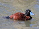 Argentinian Ruddy Duck (WWT Slimbridge 25/03/19) ©Nigel Key