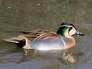 Baikal Teal (WWT Slimbridge 25/03/19) ©Nigel Key